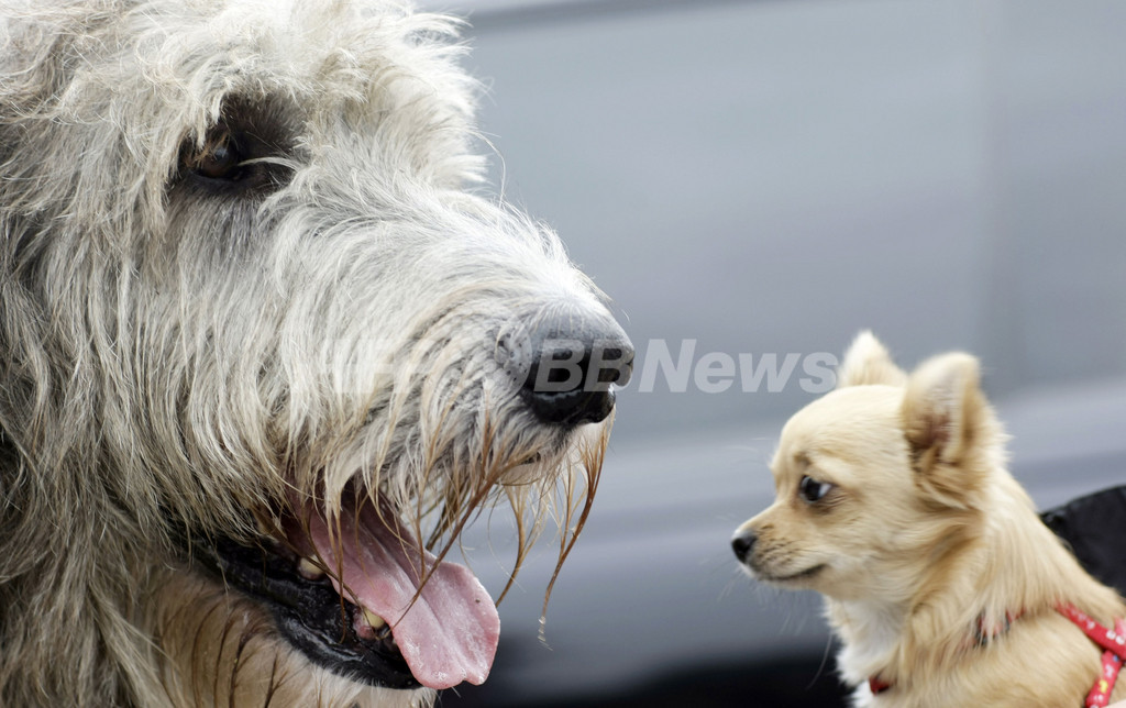 ドイツでドッグショー 小さなチワワから大きなハウンド犬まで 写真3枚 国際ニュース Afpbb News