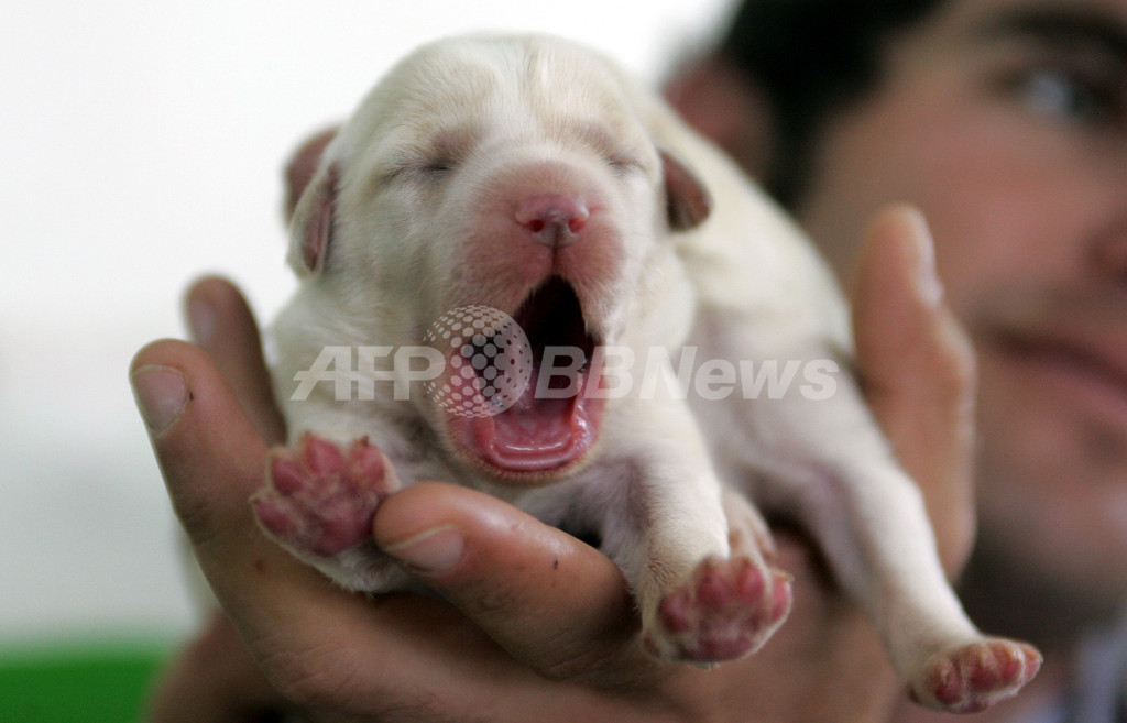 飼い主のあくびは 犬に伝染 共感示す 東大 京大研究 写真1枚 国際ニュース Afpbb News