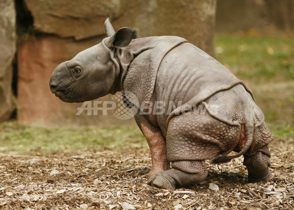 ドイツ・ニュルンベルク動物園のインドサイの赤ちゃん 写真12枚 国際