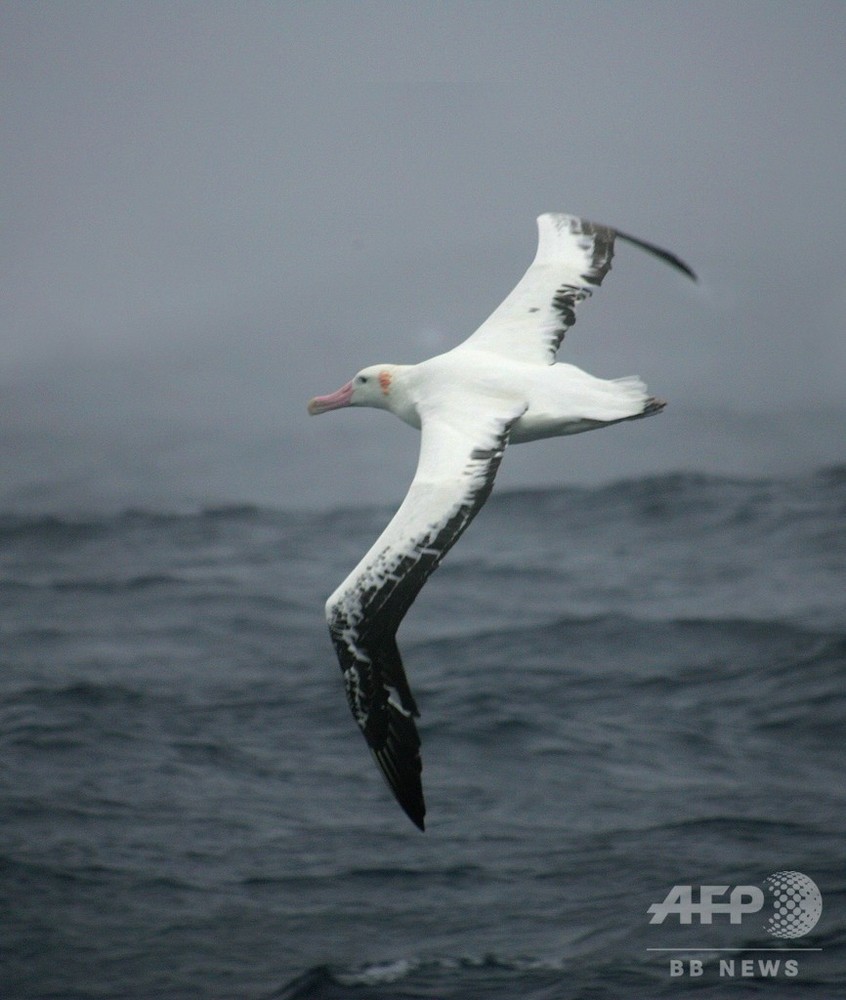 アホウドリをスパイに 違法操業の漁船を探知 仏研究 写真2枚 国際