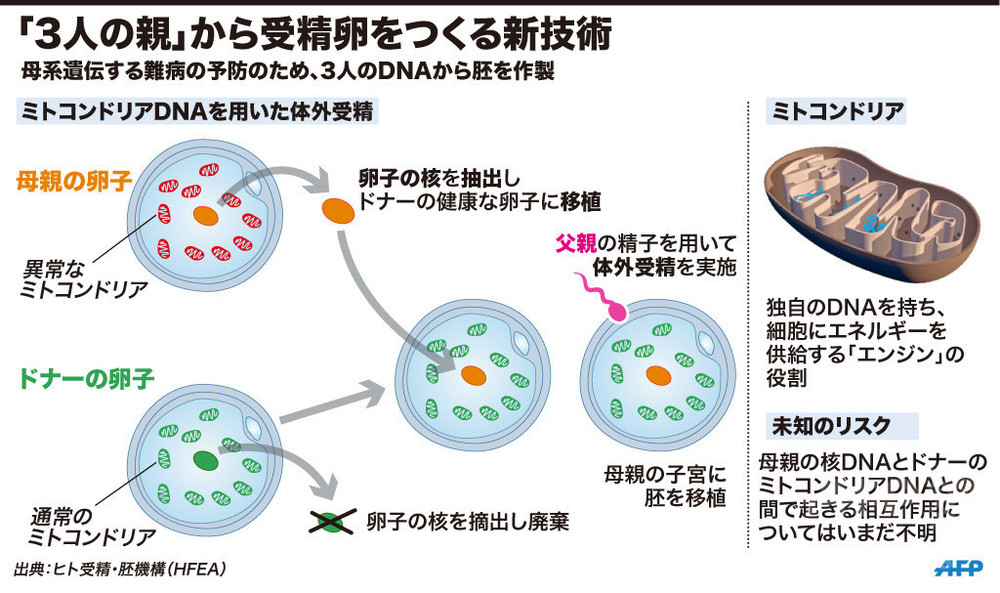 3人のdna持つ赤ちゃん誕生 をめぐる問題と懸念 写真1枚 国際ニュース Afpbb News