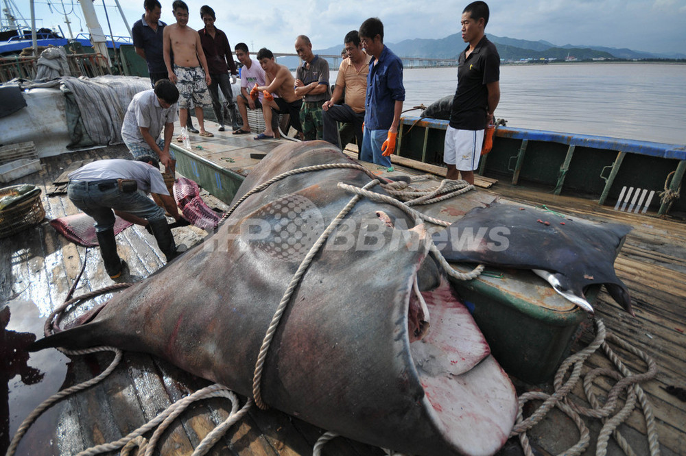全長8メートルの巨大エイ、中国で水揚げ 写真8枚 国際ニュース：AFPBB News