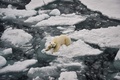 フランツヨシフ諸島のゲオルグ島沖のホッキョクグマ（2021年8月22日撮影）。(c)Ekaterina ANISIMOVA / AFP