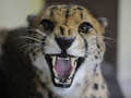 フランス東部アムネビル（Amneville）動物園の動物たち。写真はチーター（2012年2月2日撮影）。(c)AFP/JEAN-CHRISTOPHE VERHAEGEN