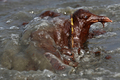 米南部沖のメキシコ湾（Gulf of Mexico）の原油流出事故で油まみれになったワライカモメ。米ルイジアナ（Louisiana）州East Grand Terre Islandで撮影。流出した原油はルイジアナ州沿岸部に大量に押し寄せている（2010年6月4日撮影）。(c)AFP/Getty Images/Win McNamee