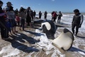 アルゼンチン・ブエノスアイレス州マルチキータの海岸に打ち上げられたシャチを取り囲む人々（2019年9月16日撮影）。(c)Mara Sosti / AFP