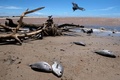 ブラジル・リオデジャネイロ州サンジョアンダバラ市のアタフォナビーチで魚の死骸を狙うハゲワシ（2022年2月7日撮影）。(c)MAURO PIMENTEL / AFP