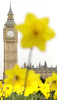 ロンドン（London）の時計塔「ビッグベン（Big Ben）」前に咲く水仙（2009年3月19日撮影）。(c)AFP/Shaun Curry