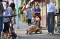 東京・月島の道を歩く亀のボンちゃんと飼い主の三谷久夫さん（右、2015年6月10日撮影）。(c)AFP/KAZUHIRO NOGI