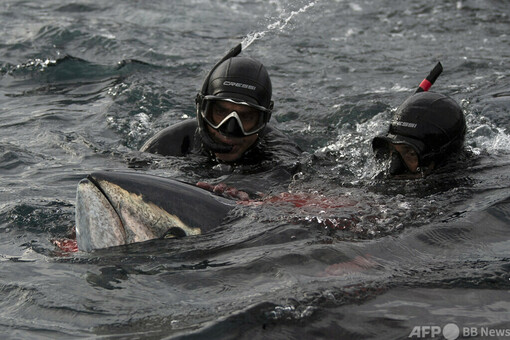 伝統マグロ漁「アルマドラバ」、日本の需要増機に再び脚光