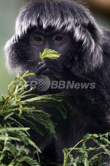 英国育ちの希少種サル、「母国」インドネシアへ 写真1枚 国際ニュース