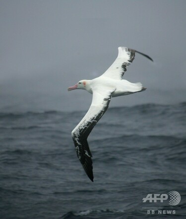 アホウドリをスパイに 違法操業の漁船を探知 仏研究 写真2枚 国際
