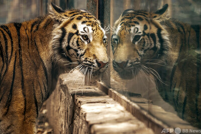 動物園から逃げたトラ捕獲、もう1頭は射殺 インドネシア