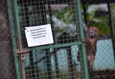 エボラ熱への不安で捨てられるペットたち、コートジボワール
