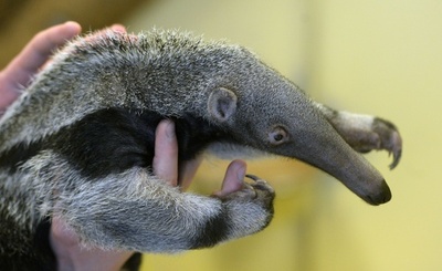 生後6週のオオアリクイの赤ちゃん公開、チェコ