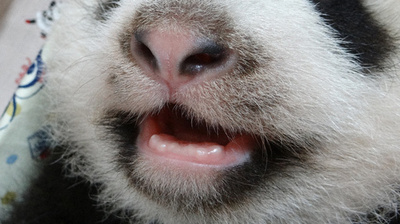 とうとう歯が生えてきた、台湾の赤ちゃんパンダ 