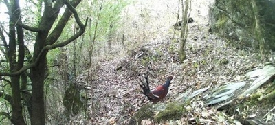 雲南省昌寧:保護区内に希少野生動物が続々と姿を現す