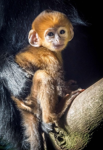 鮮やかなオレンジ色のサルの赤ちゃん、大人になると真っ黒に