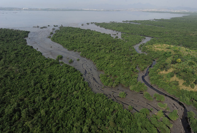 ブラジル大統領、マングローブ林の保護区指定撤回