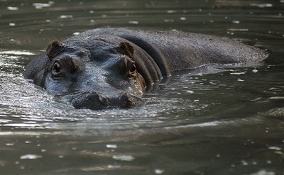 カバ、冠水した動物園から泳いで脱走 モンテネグロ