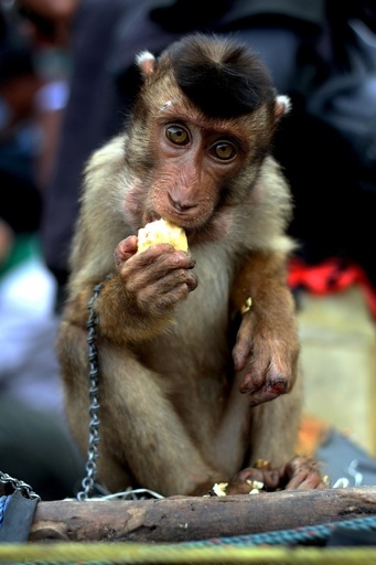 ココナツ取りを仕込んだサル売ります、インドネシア