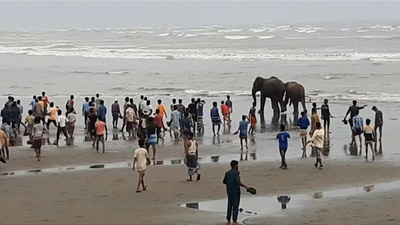 動画:バングラでゾウ2頭救出 浜辺で立ち往生し騒動に