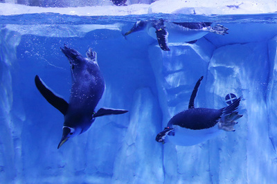 涼しげに泳ぐペンギン、中国江蘇省