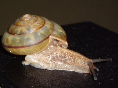 しっぽを切ってヘビから逃げるカタツムリ、沖縄で世界で初めて確認