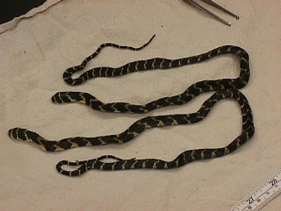 木箱からコブラ600匹、タイ国境で押収 密輸目的か