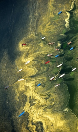 まるで油絵、湖面を覆う黄色い花粉 独