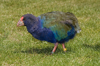 害鳥駆除隊、絶滅危惧種を誤って射殺 ニュージーランド