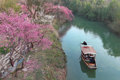 映画『狙った恋の落とし方』のロケで有名に 中国・西渓湿地で咲き乱れる梅の花