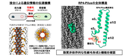 【横浜市立大学】リン脂質に依存しない性線毛RP4 pilusの構造を解明