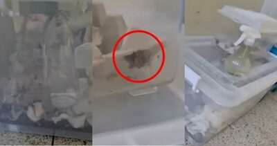 「廊下でゴキブリ？飼育」韓国・マンション共有スペースで騒動、住民が怒りの告発