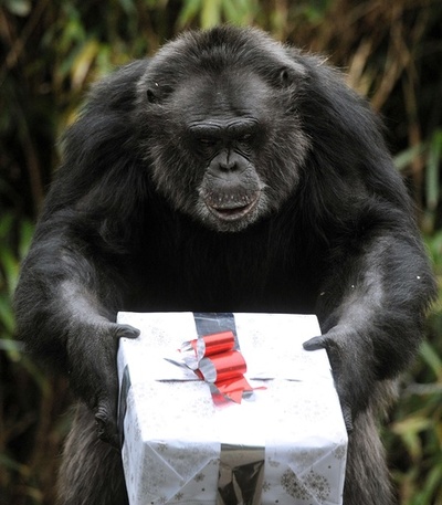 お歳暮みたい？プレゼントを受け取るチンパンジー