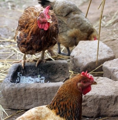 中国で同一家族から2人の鳥インフルエンザ感染者、ヒトからヒトへの感染の恐れも浮上