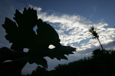 アフリカのナミブ砂漠にブドウ園を作った男