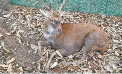 市民を襲った鹿、安楽死の危機を回避…韓国・新たな飼い主の元へ