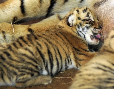 ベンガルトラの赤ちゃん3匹、パラグアイの動物園で生まれる