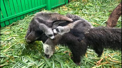 レアなオオアリクイの双子の赤ちゃんが一般公開 中国・広州
