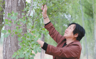 「1本の樹」から「樹であふれた土地」へ
