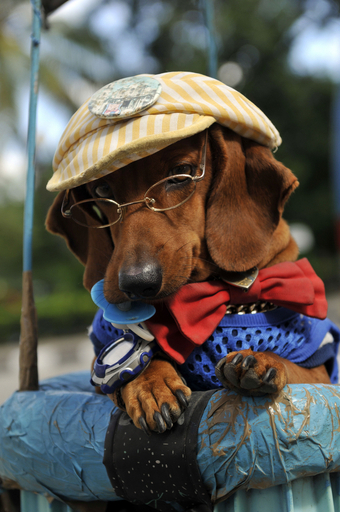 抜群のファッションセンス? ハバナのおしゃれ犬