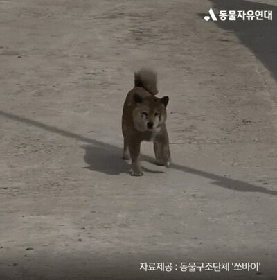 韓国・山火事から戻った動物たちの悲惨な姿…続々と発見される負傷動物「医療支援が急務」