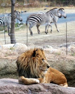 ライオンと草食動物が一緒に サバンナみたいな動物園 大阪 写真2枚 ファッション ニュースならmode Press Powered By Afpbb News