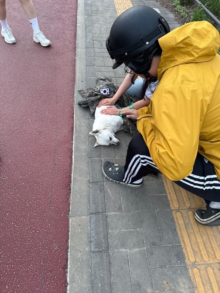 韓国兵が道路上で事故に遭った子犬に自分の軍服をかぶせる様子＝「陸代伝」掲示文キャプチャー(c)NEWSIS