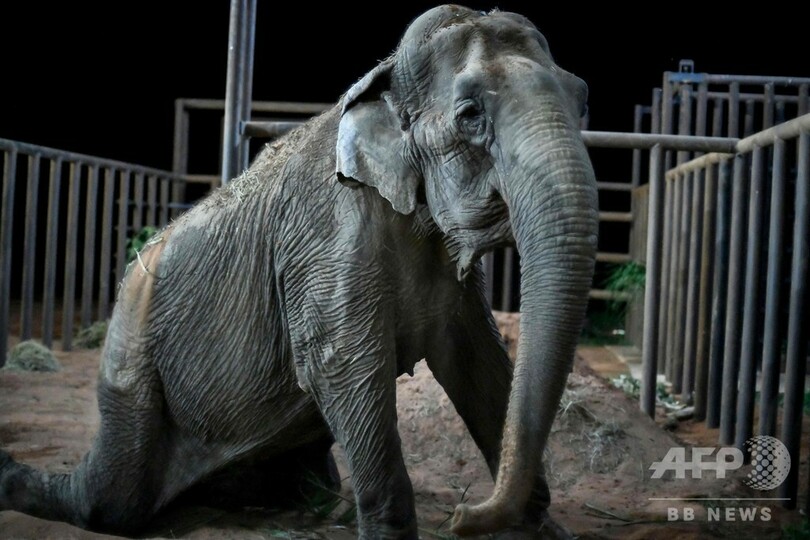 サーカスで酷使されたゾウ、ブラジルの保護区に移送 新天地で新生活
