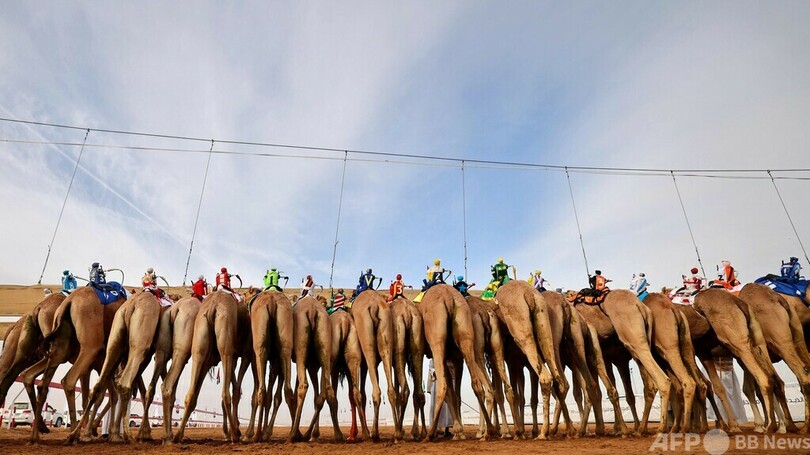 砂漠を疾走！ UAEでラクダレース