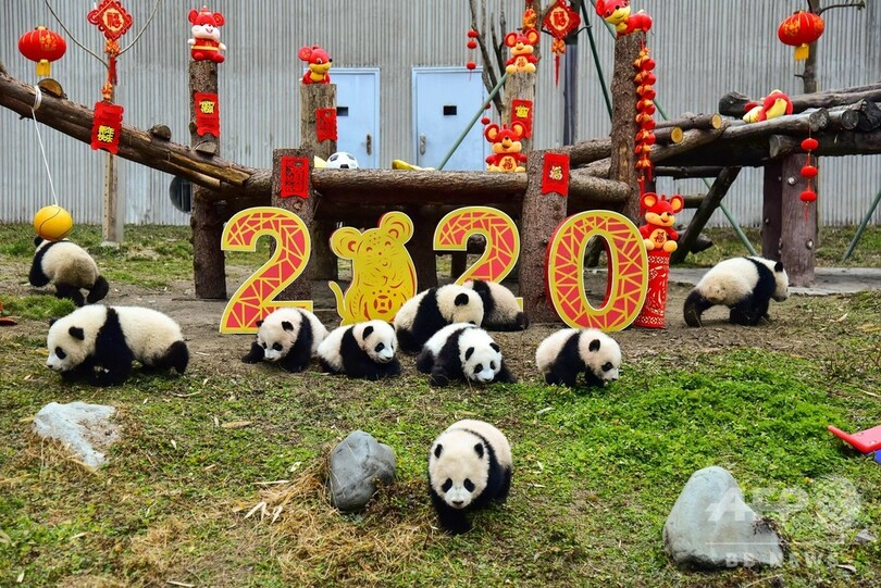 パンダも春節をお祝い？ 19年生まれのパンダたち、すくすく成長中 中国