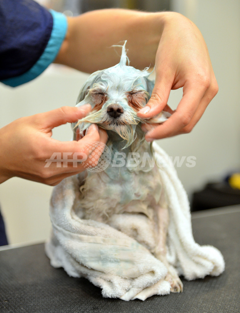 どこまで行く？米国のペット産業、エステからインプラントまで