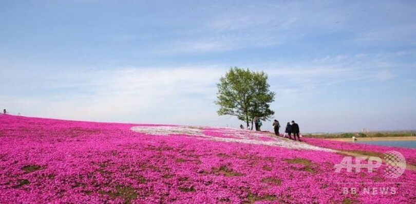 30ヘクタールの芝桜 広がる花のじゅうたん 中国 江蘇 写真5枚 国際ニュース Afpbb News